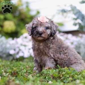 Blaire, Miniature Poodle Puppy